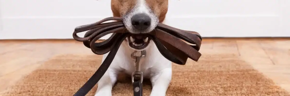 cão com coleira na boca
